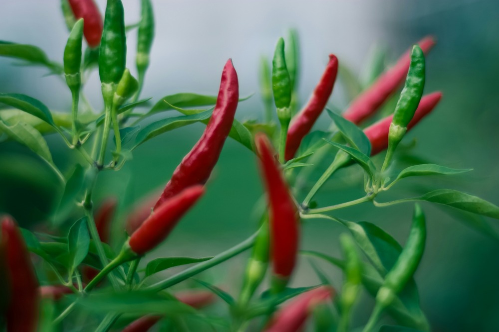 Chili