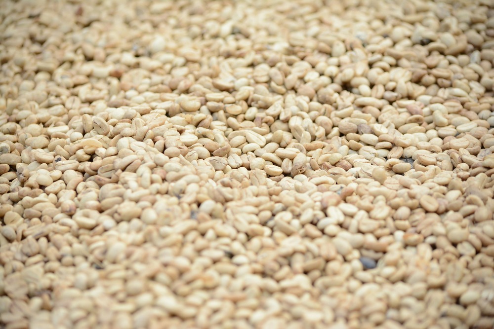 Sesame