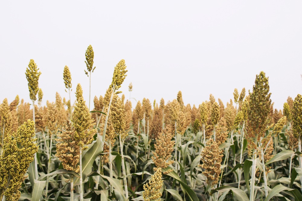 Sorghum